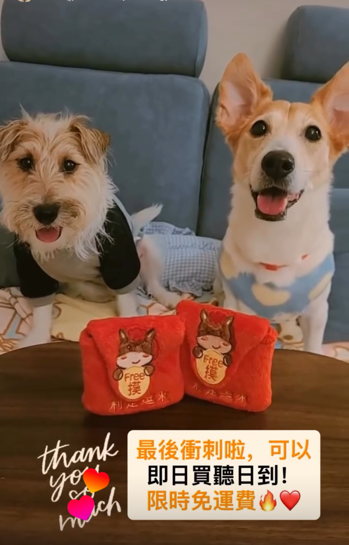 毛孩沉浸式日本祭 現場相片 12